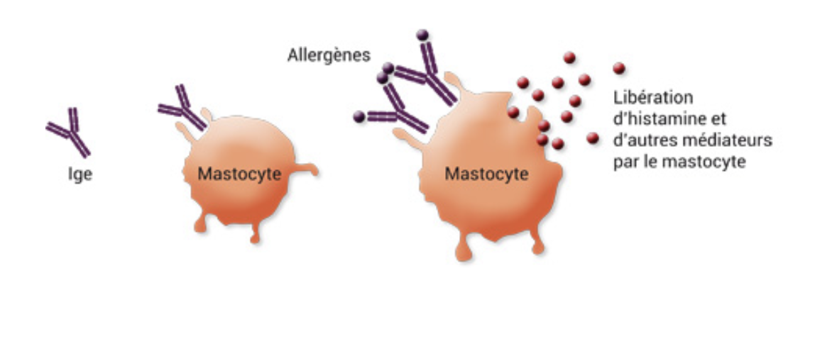 Schéma du mastocyte : IgE, fixation des allergènes, dégranulation et libération d'histamine et d'autres médiateurs.