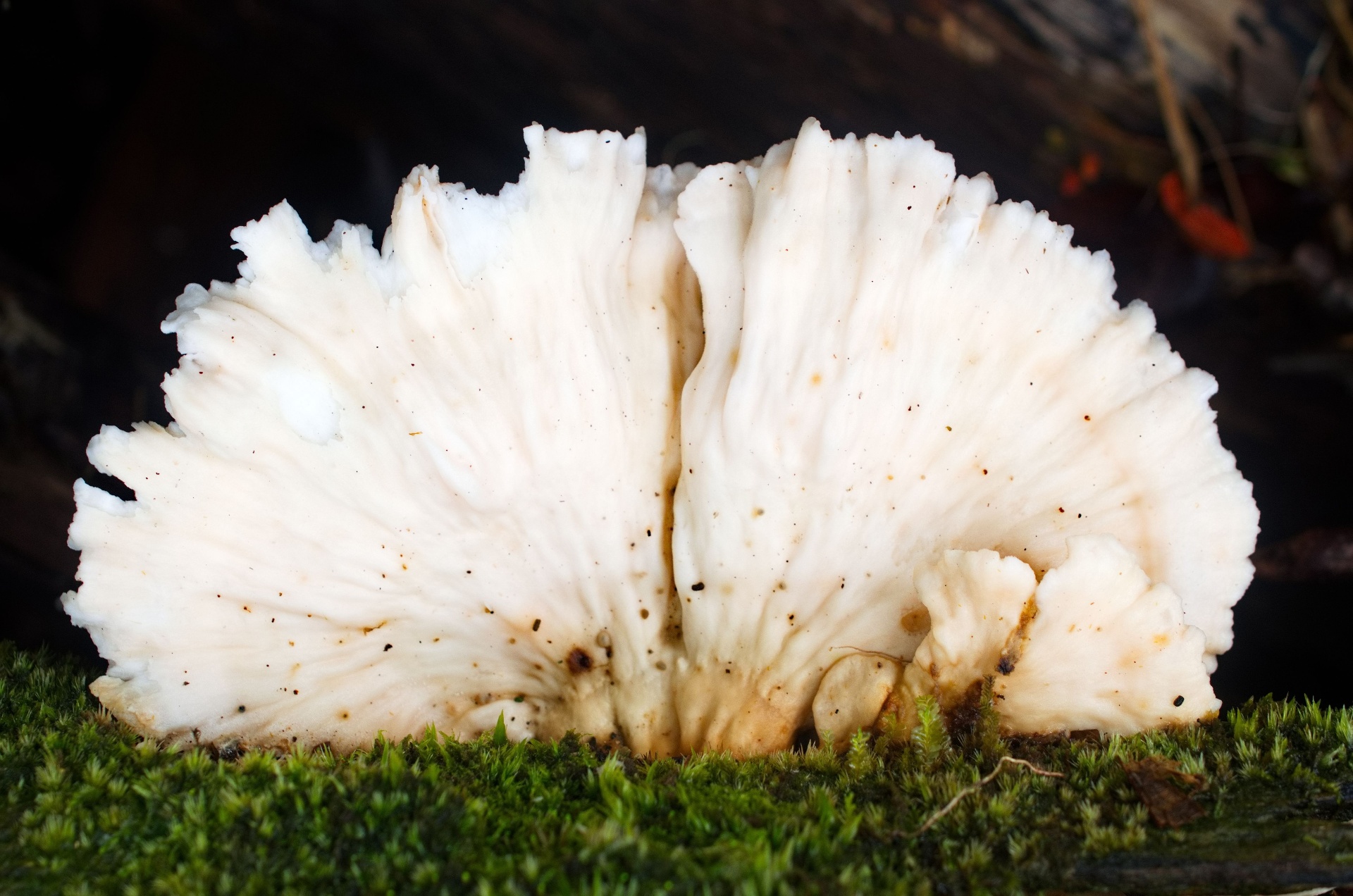 Hericium : Hericium erinaceus