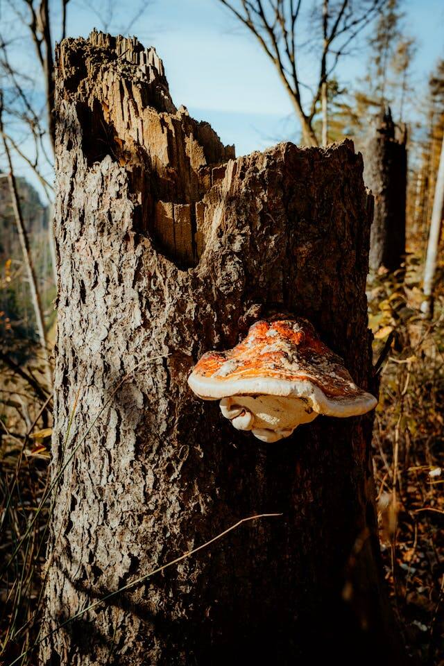 Chaga : Inonotus obliquus