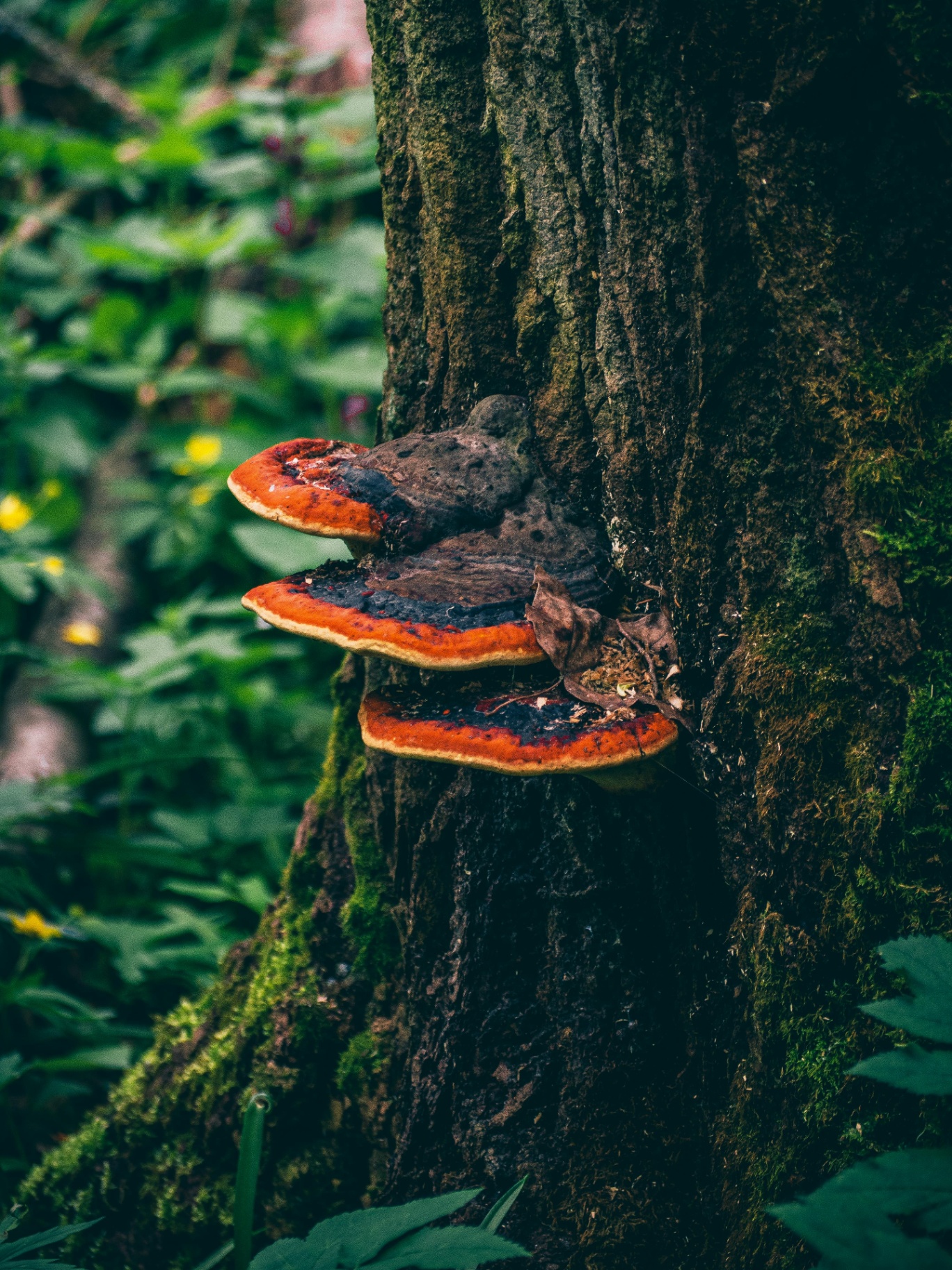 Reishi : Ganoderma lucidum