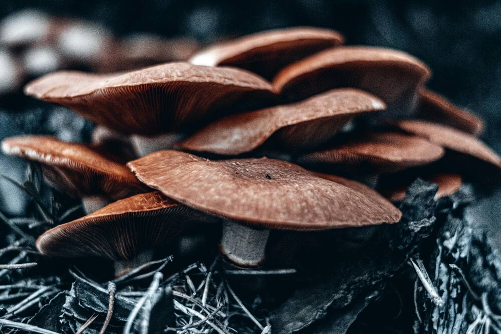 Shiitake : Lentinula edodes
