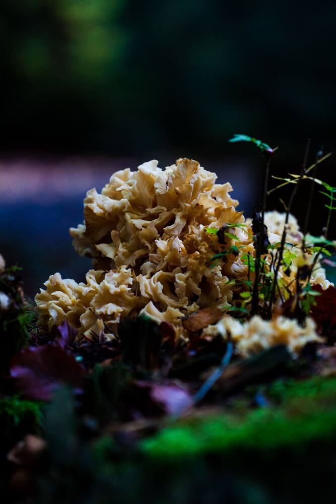 Maitake : Grifola frondosa