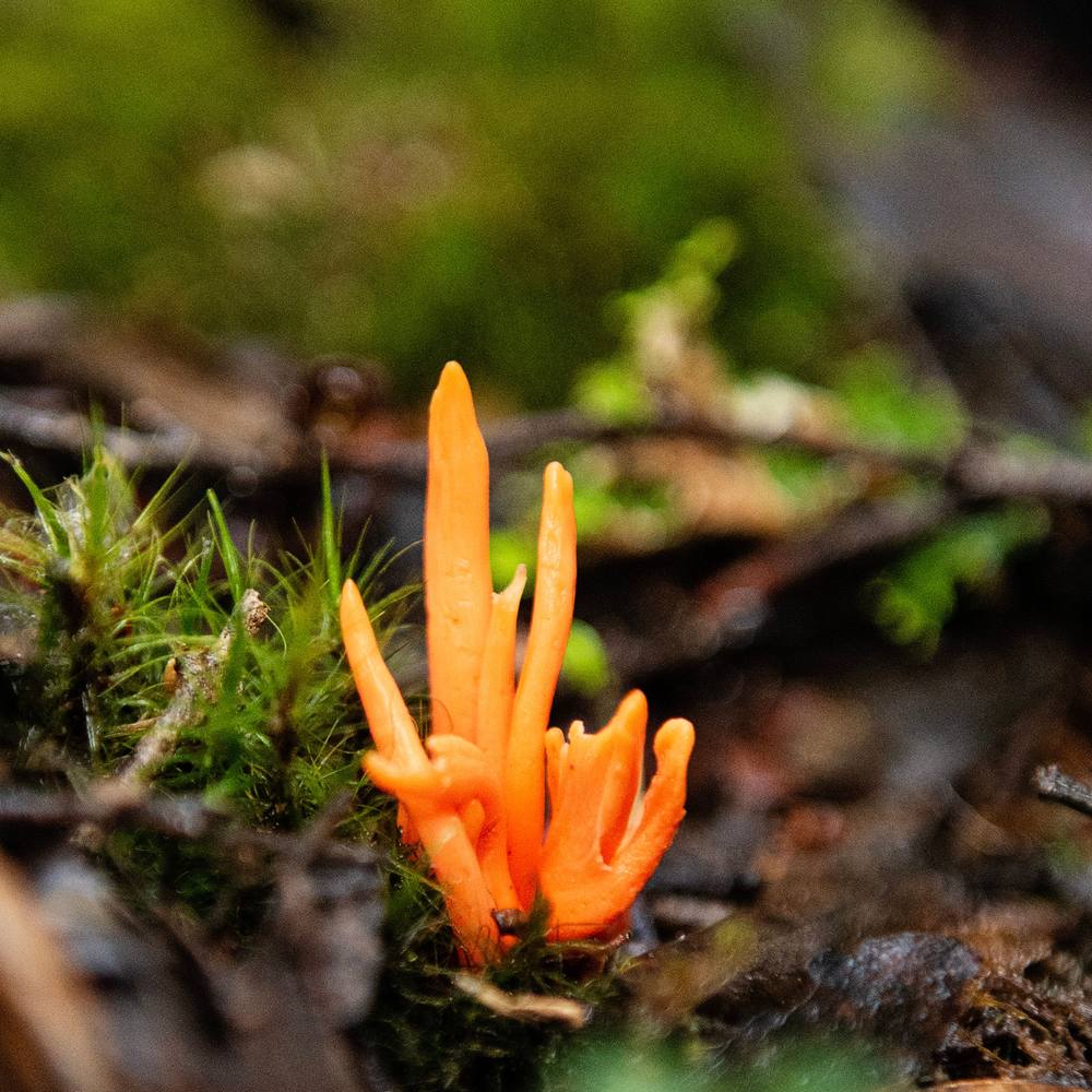 Cordyceps : Cordyceps militaris / sinensis